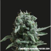 Kalashnikov Seeds - White Widow 47 - 3 fem
