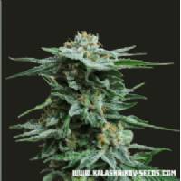 Kalashnikov Seeds - Ak Kush - 3 fem