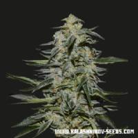 Kalashnikov Seeds - Katyusha - 3 fem 
