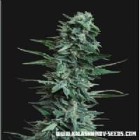 Kalashnikov Seeds - Kuban Killer - 3 fem 