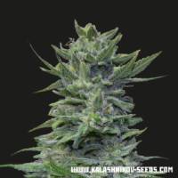 Kalashnikov Seeds - Lavanda Cream - 3 fem 
