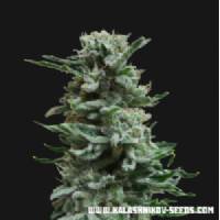 Kalashnikov Seeds - Ak Skunk Auto - 10 auto