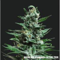 Kalashnikov Seeds - Moscow Blueberry Auto - 10 auto