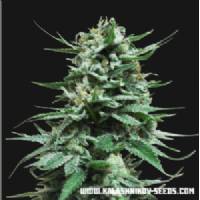 Kalashnikov Seeds - Northern Russian Auto - 3 auto