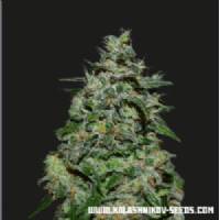 Kalashnikov Seeds - Ak Kush Express - 3 fem