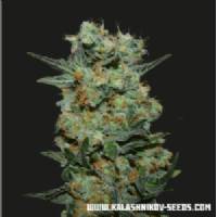 Kalashnikov Seeds - Baikal Express - 3 fem