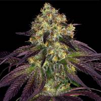 TH Seeds - Stracciatella Do-Si-Dos x SBC - 2 fem