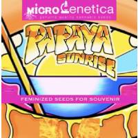 Microgenetica - Papaya Sunrise - 10 Fem