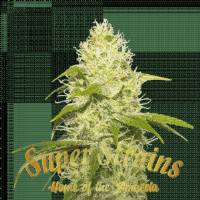 Super Strains - La Jefa - 3 fem