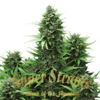 Super Strains - Turing Auto - 1 auto