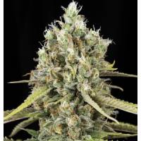 Eva Seeds - Lemon King - 6+2 fem