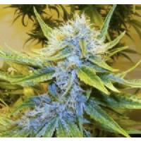 Mr. Nice - G13 x Haze - 15 reg