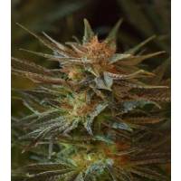 Mr. Nice - NL5 x Afghan - 15 reg