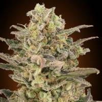 Advanced Seeds - Somango Glue - 3 fem