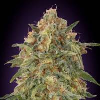 Advanced Seeds - Zkittlez - 25 fem