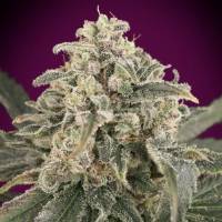 Advanced Seeds - Amnesia XXL Auto - 3 auto