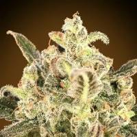 Advanced Seeds - Biodiesel Mass XXL Auto - 1 auto