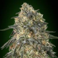 00 Seeds - Gorilla Auto - 3 auto