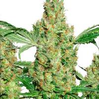 Dutch Passion - Power Plant Auto - 7 auto