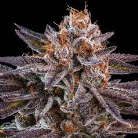 Ripper Seeds - Kmintz - 1 fem