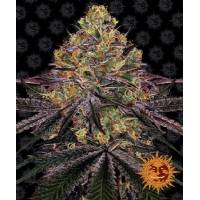 Barney's Farm - Watermelon Zkittlez - 1 fem