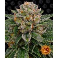 Barney's Farm - Skywalker OG - 3 auto