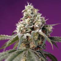 Sweet Seeds - Auto Bruce Banner  - 3+1 auto