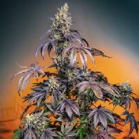 Sweet Seeds - Auto Red Gorilla Girl XL - 3+1 auto