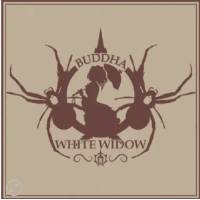 Buddha Seeds - White Widow - 3 fem