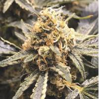 Medical Seeds - Recovery cbd - 10 Fem