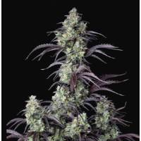 Fast Buds - Mimosa Cake Auto 1