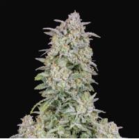 Fast Buds - Auto Forbidden Runtz - 1 auto