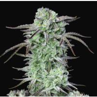 Fast Buds - Auto Strawberry Banana - 1 auto