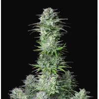 Fast Buds - Kosher Cake Auto 1