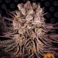 Barney's Farm - Mimosa x Orange Punch - 1 fem