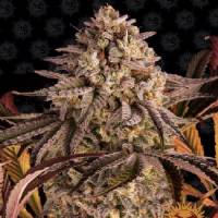 Barney's Farm - Blue Sunset  Sherbert - 1 fem