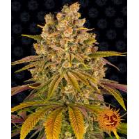 Barney's Farm - Lemon Tree - 10 fem