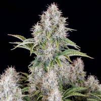 Fast Buds - Original Auto Cinderella 1