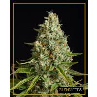 Silent Seeds - Amnesia Lemon - 5 fem