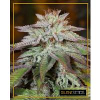Silent Seeds - Auto L.A. Vanilla Cake - 3 auto