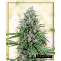 Silent Seeds - Critical Mango - 10 fem