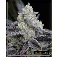 Silent Seeds - L.A. Vanilla Cake - 3 fem