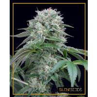 Silent Seeds - Starfire OG - 3 fem