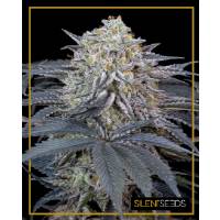 Silent Seeds - Watermelon Runtz - 3 fem