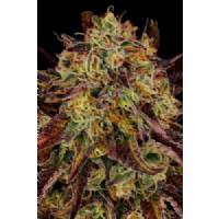 Paradise Seeds - Tangerine Sorbet - 3 Fem
