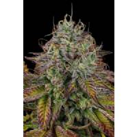 Paradise Seeds - Apricot Candy - 5 Fem