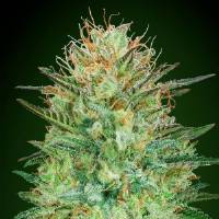 00 Seeds - Auto Sweet Critical - 3 auto