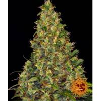 Barney's Farm - Auto Amnesia Haze - 1 auto
