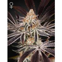 Green House - Dark Phoenix - 3 fem