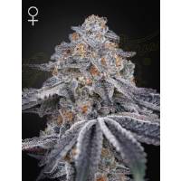 Green House - Velvet Moon - 3 fem